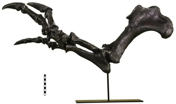 Acrocanthosaurus atokensis Right Arm on Base - Display Replica