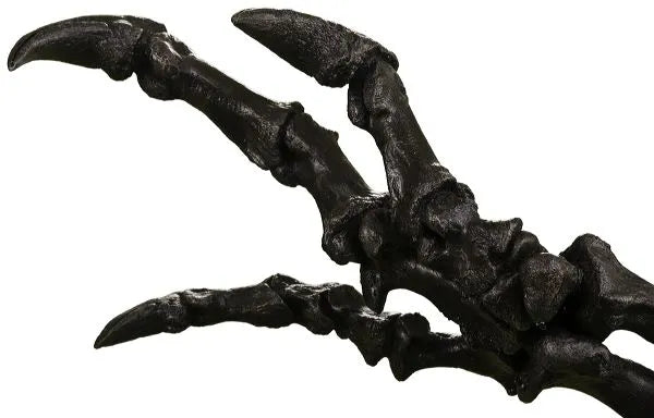 Acrocanthosaurus atokensis Right Arm on Base - Display Replica