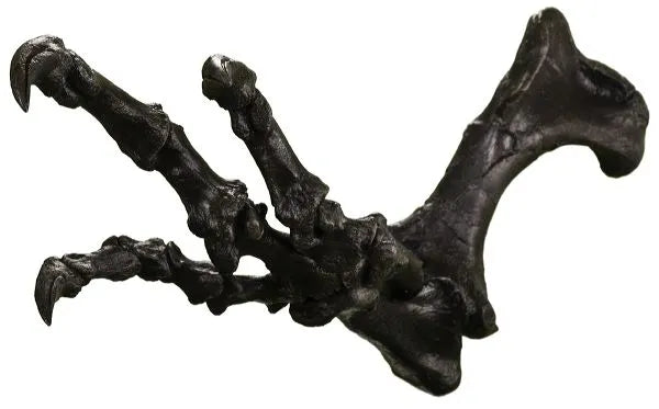 Acrocanthosaurus atokensis Right Arm - Display Replica