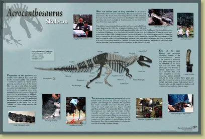 Acrocanthosaurus atokensis Skeleton Poster