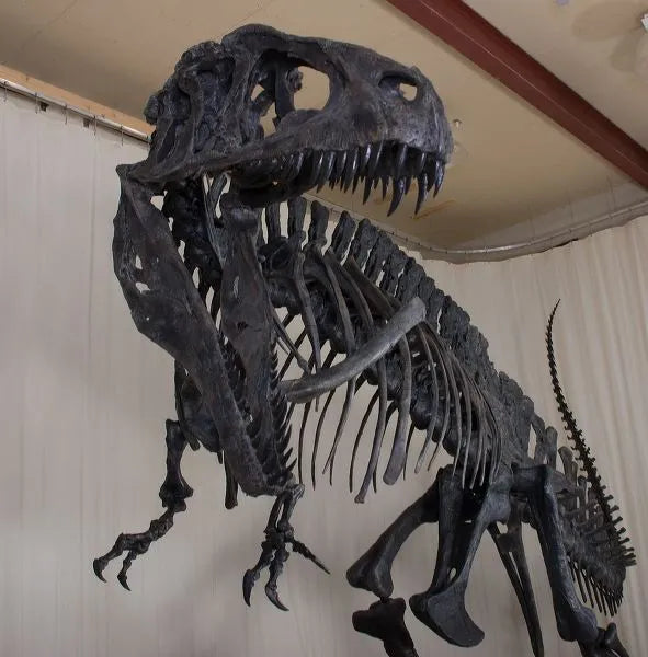 Acrocanthosaurus atokensis Skeleton - Display Replica