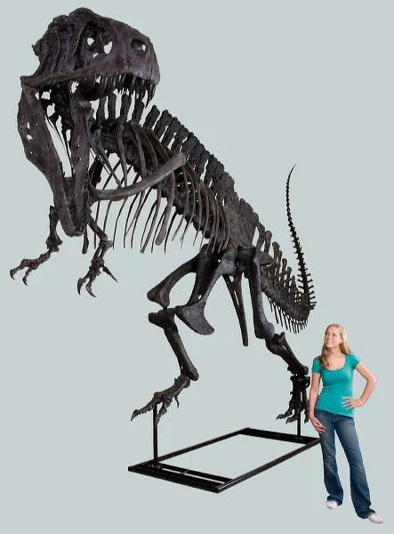 Acrocanthosaurus atokensis Skeleton - Display Replica