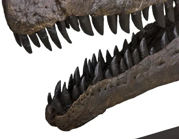 Allosaurus sp. BIG AL TWO Skull - Display Replica