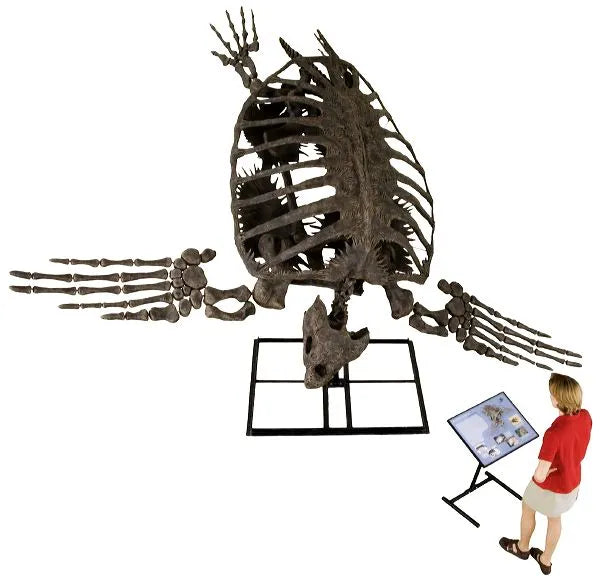 Archelon ischyros Skeleton with Floor Mount  - Display Replica