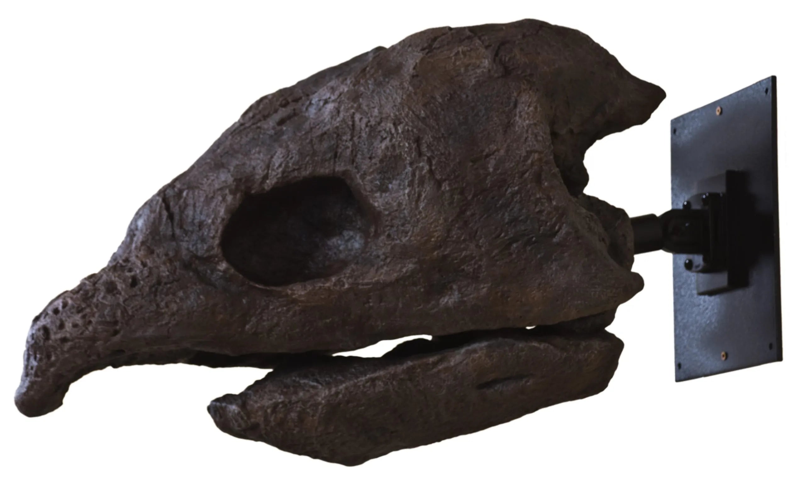 Archelon ischyros Skull with Wall Mount - Display Replica