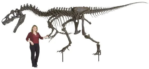 Allosaurus sp. BIG AL TWO Skeleton - Display Replica
