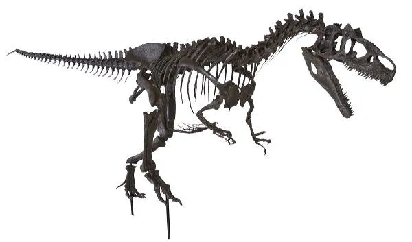 Allosaurus sp. BIG AL TWO Skeleton - Display Replica