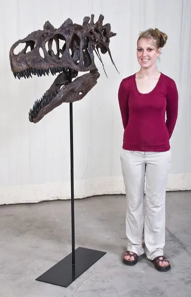 Allosaurus sp. BIG AL TWO Skull with Neck - Display Replica
