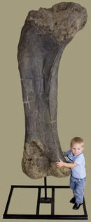 Brachiosaurus Femur - Display Replica on Steel Base