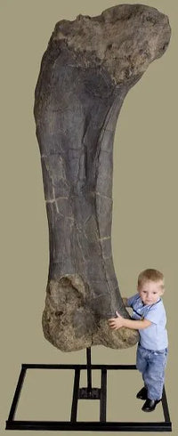 Brachiosaurus Femur - Display Replica on Steel Base