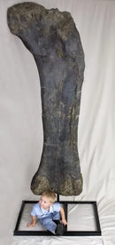 Brachiosaurus Femur - Display Replica on Steel Base