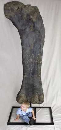 Brachiosaurus Femur - Display Replica on Steel Base