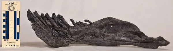 Camarasaurus sp. Right Dentary - Display Replica