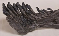 Camarasaurus sp. Right Dentary - Display Replica