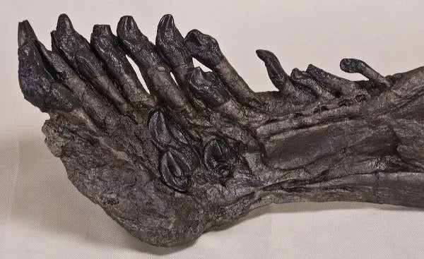Camarasaurus sp. Right Dentary - Display Replica