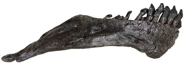 Camarasaurus sp. Right Dentary - Display Replica