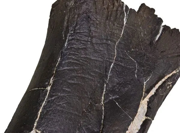 Camarasaurus sp. Tibia with Bite Marks - Display Replica