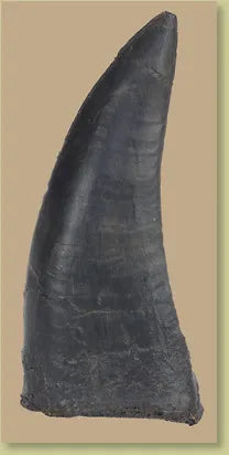 Acrocanthosaurus atokensis Tooth - 3.75 in (9.5 cm) - Display Replica