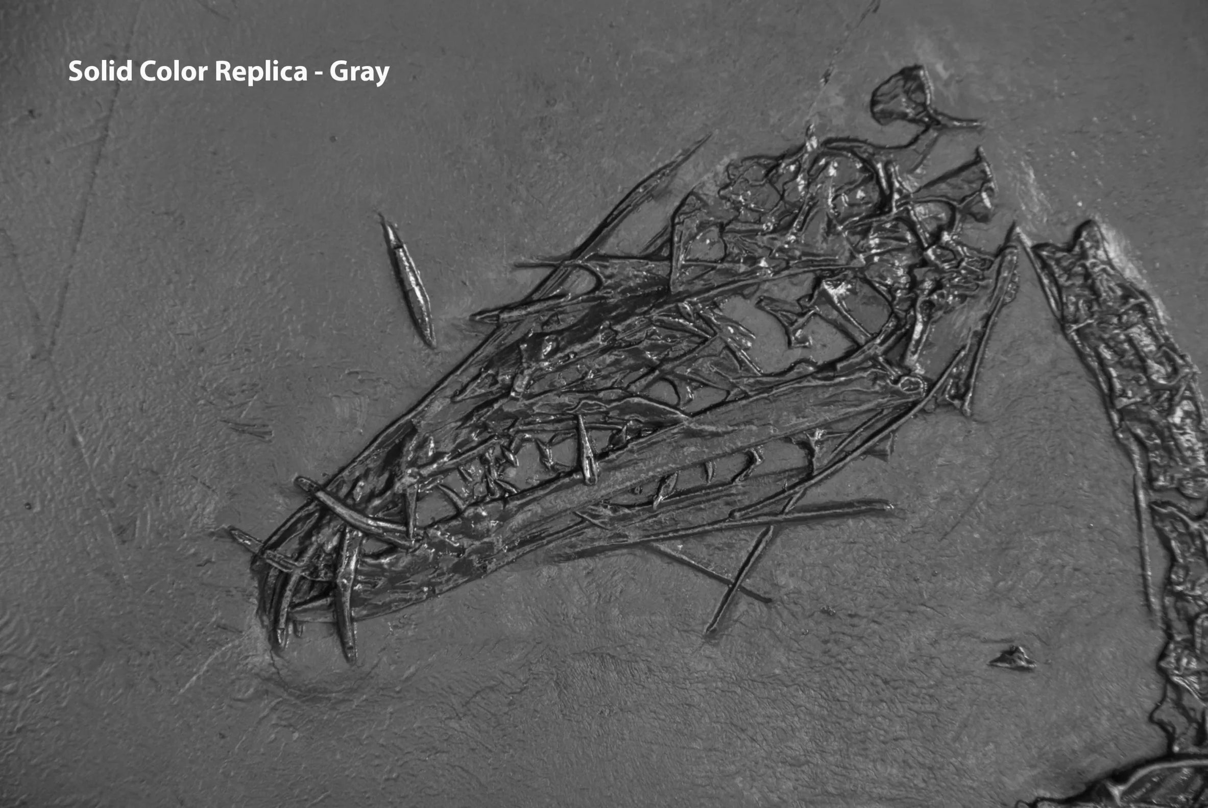 Dorygnathus bathensis Skeleton on Slab - Solid Color Replica