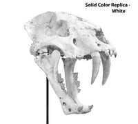 Machairodus giganteus Female Skull - Solid Color Replica