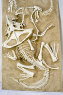 Velociraptor vs. Protoceratops - 'Fighting Dinosaurs' - Display Replica