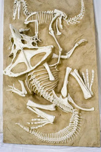 Velociraptor vs. Protoceratops - 'Fighting Dinosaurs' - Display Replica