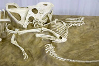 Velociraptor vs. Protoceratops - 'Fighting Dinosaurs' - Display Replica
