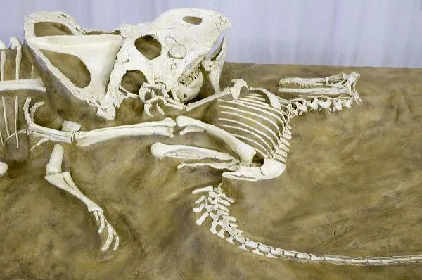 Velociraptor vs. Protoceratops - 'Fighting Dinosaurs' - Display Replica