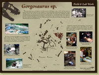 Gorgosaurus sp. Skeleton - Field & Lab Poster