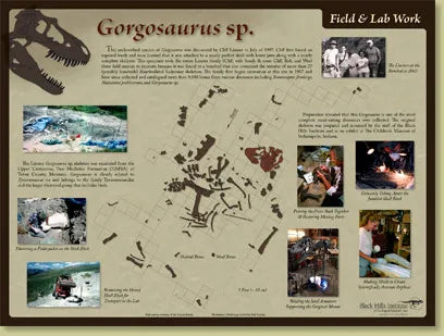 Gorgosaurus sp. Skeleton - Field & Lab Poster
