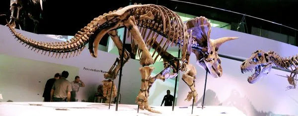 Triceratops sp. LANE Skeleton - Display Replica