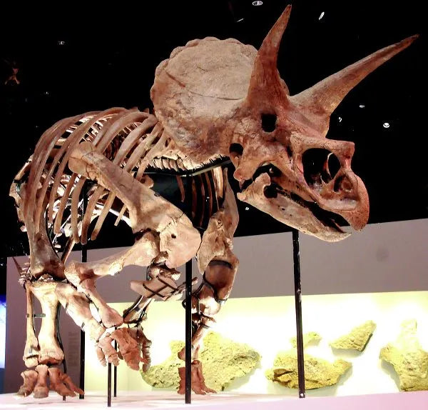 Triceratops sp. LANE Skeleton - Display Replica