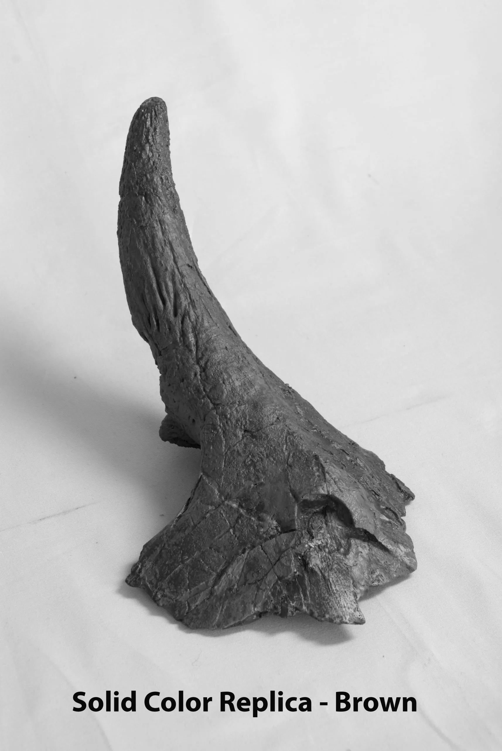 Triceratops horridus Juvenile Supraorbital Horn - Solid Color Replica
