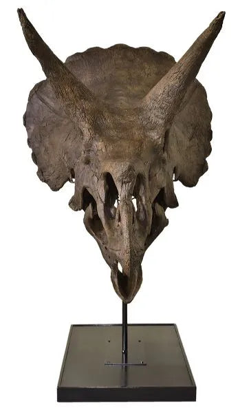 Triceratops horridus LANE Skull -Display Replica