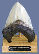 Otodus (Carcharocles) megalodon Tooth on Base - Display Replica