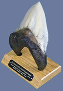 Otodus (Carcharocles) megalodon Tooth on Base - Display Replica