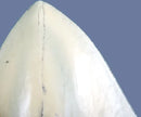 Otodus (Carcharocles) megalodon Tooth on Base - Display Replica