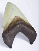 Otodus (Carcharocles) megalodon Tooth on Base - Display Replica