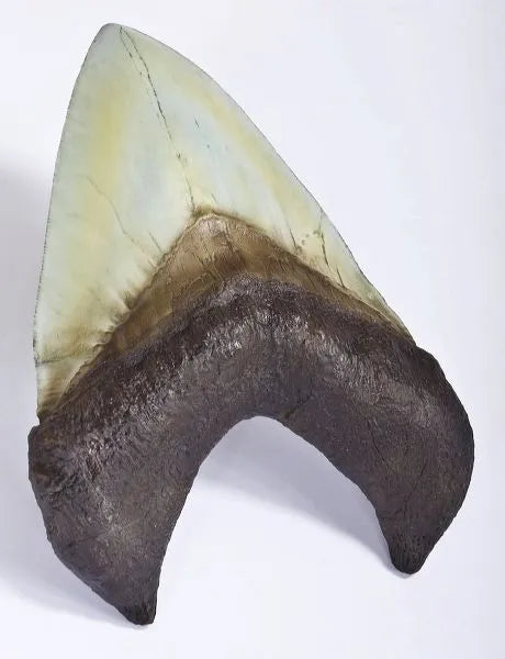Otodus (Carcharocles) megalodon Tooth on Base - Display Replica