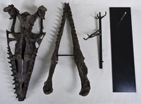 Plioplatecarpus sp. Skull - Display Replica