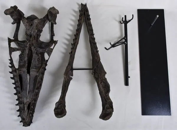 Plioplatecarpus sp. Skull - Display Replica