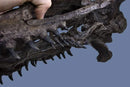 Plioplatecarpus sp. Skull - Display Replica
