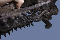 Plioplatecarpus sp. Skull - Display Replica