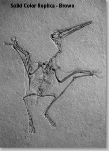 Pterodactylus kochi on Slab - Solid Color Replica