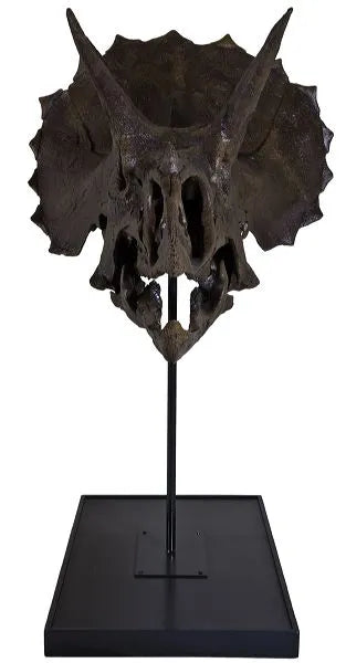 Triceratops horridus Skull - Display Replica