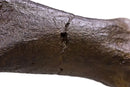 Tyrannosaurus rex SUE Right Arm Robust (Female) on Base - Display Replica
