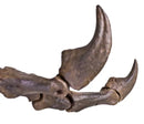 Tyrannosaurus rex SUE Right Arm Robust (Female) on Base - Display Replica