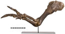 Tyrannosaurus rex SUE Right Arm Robust (Female) on Base - Display Replica