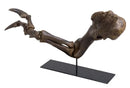 Tyrannosaurus rex SUE Right Arm Robust (Female) on Base - Display Replica