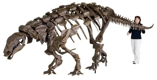 Denversaurus (Edmontonia) cf. schlessmani TANK Skeleton - Display Replica